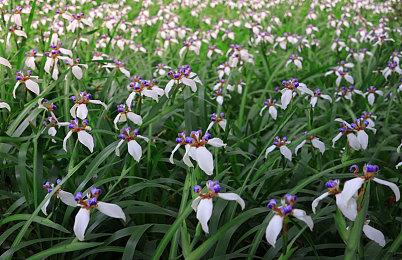 街霸老将梅原大吾重新登顶《街头霸王6》世界天梯排行第一